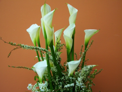 What Is The Significance Of Calla Lilies? How Much Does It Cost?
