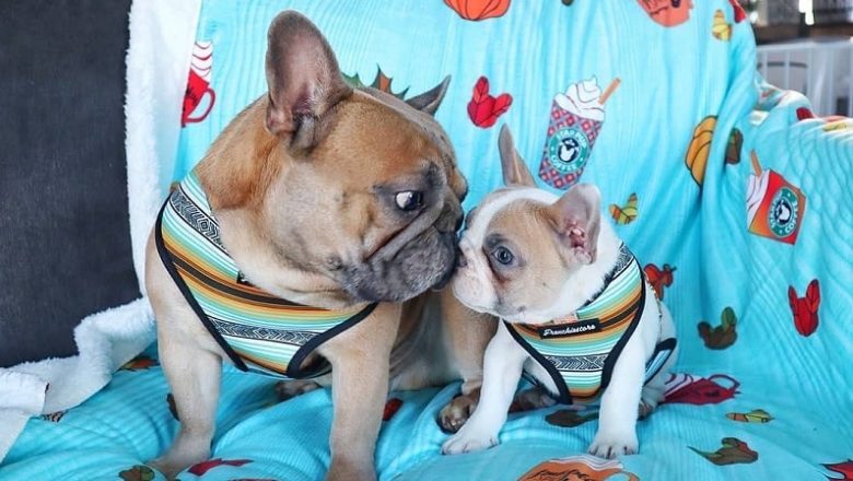 French Bulldog Maintenance and More That You Need to Know