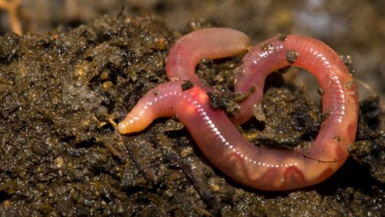 Earthworms’ Involvement In Sustainable Agriculture