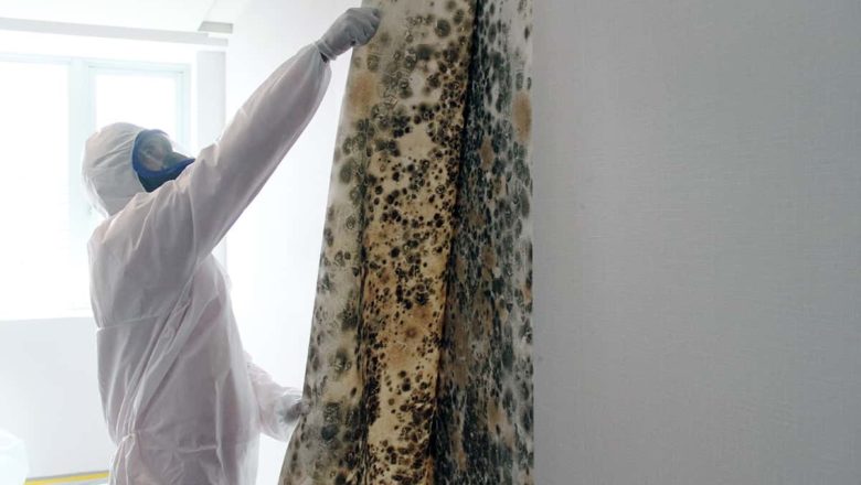 Mold Remediation Costs
