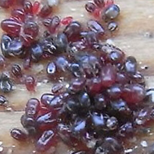 How to Prevent Bird Mites – All Tips Listed