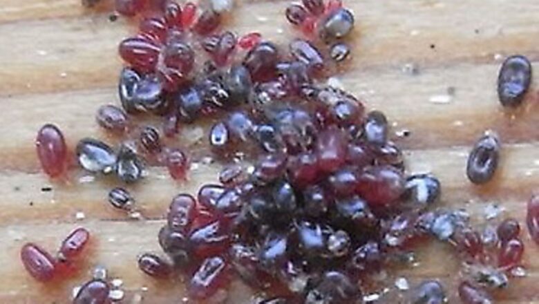 How to Prevent Bird Mites – All Tips Listed