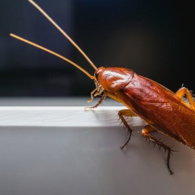 What Attracts Cockroaches to Your Home in Kent?